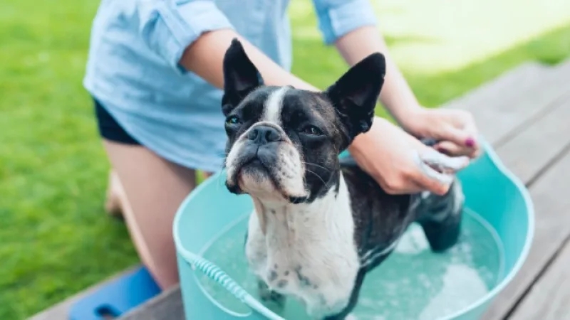 Một chú chó Boston Terrier đang được tắm ngoài trời trong một chiếc chậu nhựa màu xanh ngọc. Chú chó có bộ lông đen trắng đặc trưng, đứng yên trong chậu nước. Người chăm sóc mặc áo xanh nhạt đang nhẹ nhàng kỳ lưng cho chó bằng tay, thể hiện sự quan tâm và yêu thương. Bối cảnh xung quanh là sân vườn với cỏ xanh và một chiếc bàn gỗ.