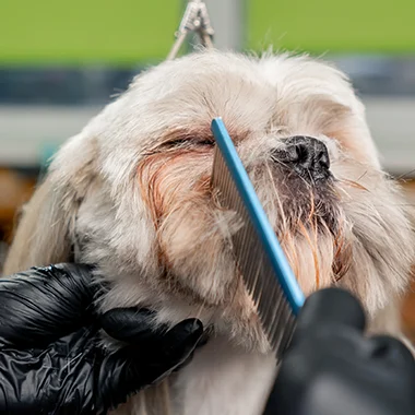 Bí quyết chải lông để tắm chó không gây đau đớn