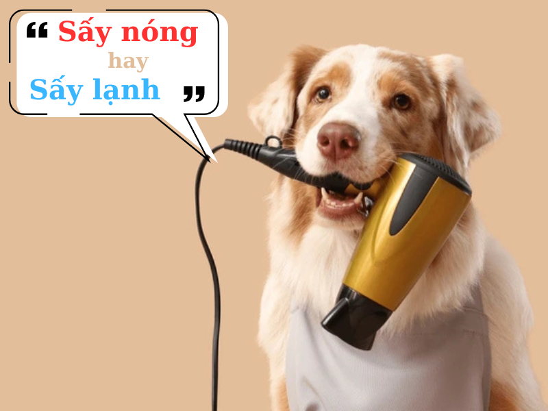 Bí quyết sấy lông chó mèo thơm lâu