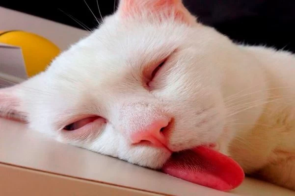 Mèo mệt mỏi trước cái nắng nóng mùa Hè