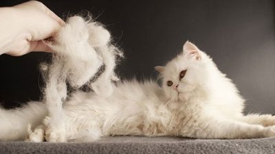 Mèo rụng lông ồ ạt vào mùa Thu