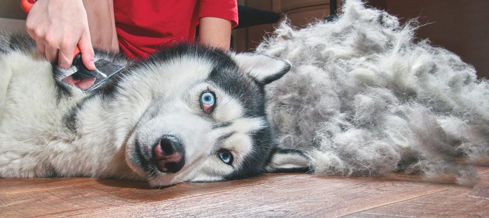 Cách gỡ rối lông chó bị vón cục