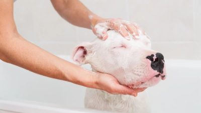 Cách massage cho chó khi tắm