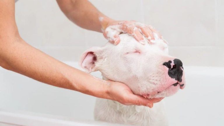 Cách massage cho chó khi tắm