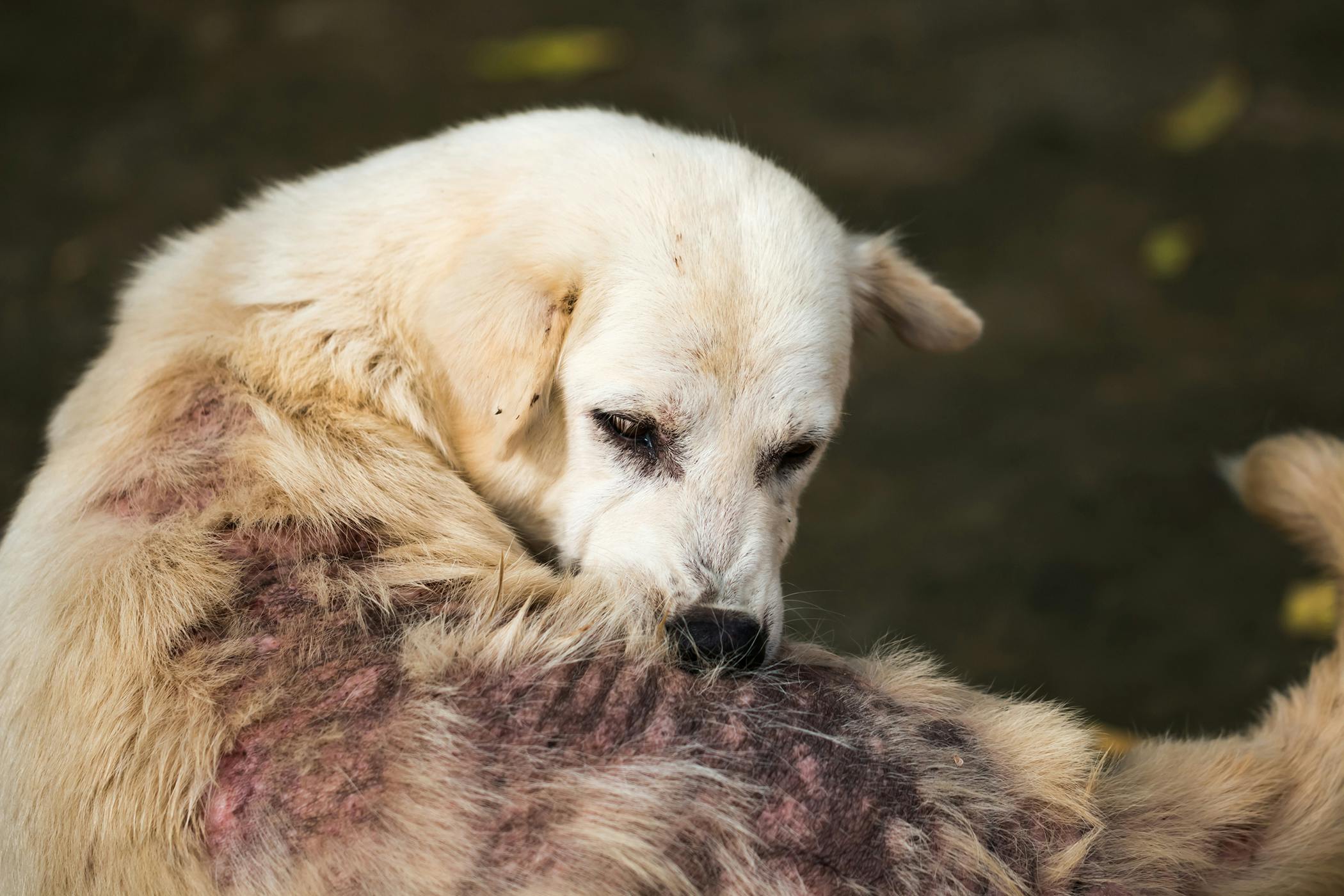 Một chú chó lông sáng màu đang gặp vấn đề về da, với những mảng lông rụng và vùng da bị viêm đỏ.