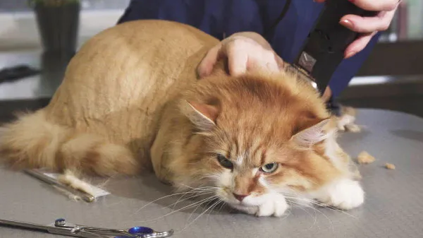 Khoảnh khắc một chú mèo lông dài màu cam trắng đang được cạo lông trên bàn chải lông.