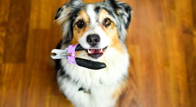 Một chú chó giống Australian Shepherd đang ngồi trên sàn gỗ và ngậm một chiếc kềm cắt móng dành cho thú cưng.