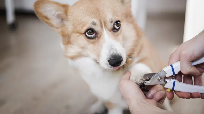 Một chú chó Pembroke Welsh Corgi đang được cắt móng chân trước.