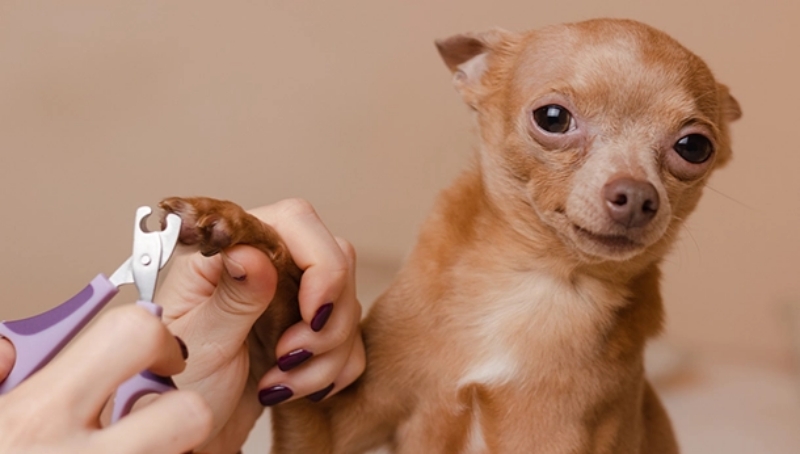 Một chú chó Chihuahua lông nâu nhỏ nhắn đang được cắt móng. Người cắt móng sử dụng kềm chuyên dụng màu tím, nhẹ nhàng giữ bàn chân của chó để thực hiện thao tác, chú chó tỏ ra bình tĩnh, ánh mắt hướng về phía máy ảnh.