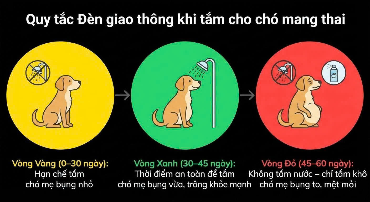 Quy tắc Đèn giao thông