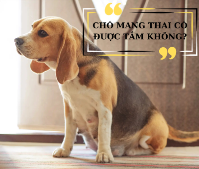 Chó mang thai có được tắm không