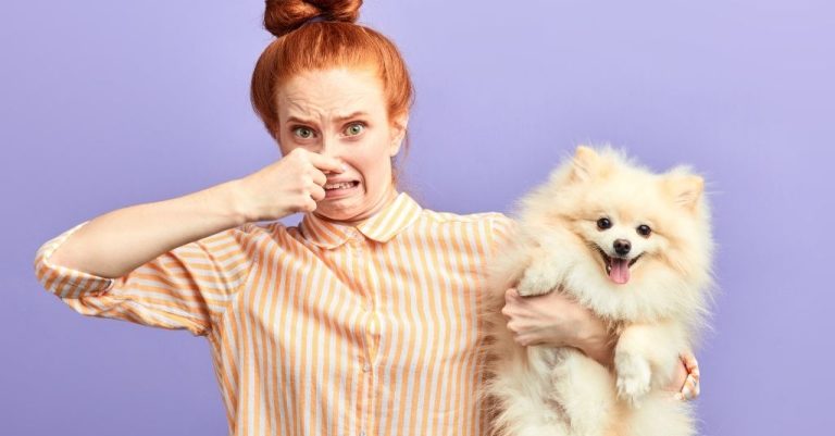 Một người chủ nuôi đang ôm một chú chó Pomeranian lông xù màu kem, biểu cảm hài hước.