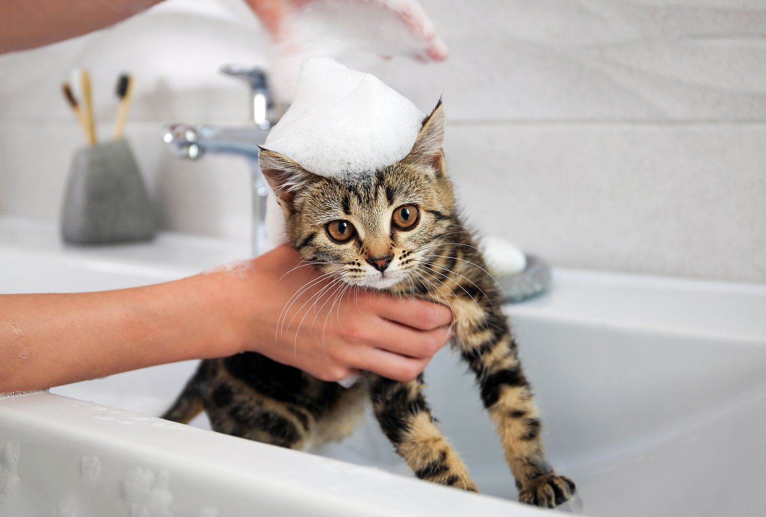 Mèo con sọc xám đang được tắm trong bồn rửa trắng. Mèo có bọt xà phòng trên đầu như đội mũ, đôi mắt mở to nhìn thẳng vào máy ảnh, tạo nên biểu cảm vừa ngạc nhiên vừa đáng yêu.