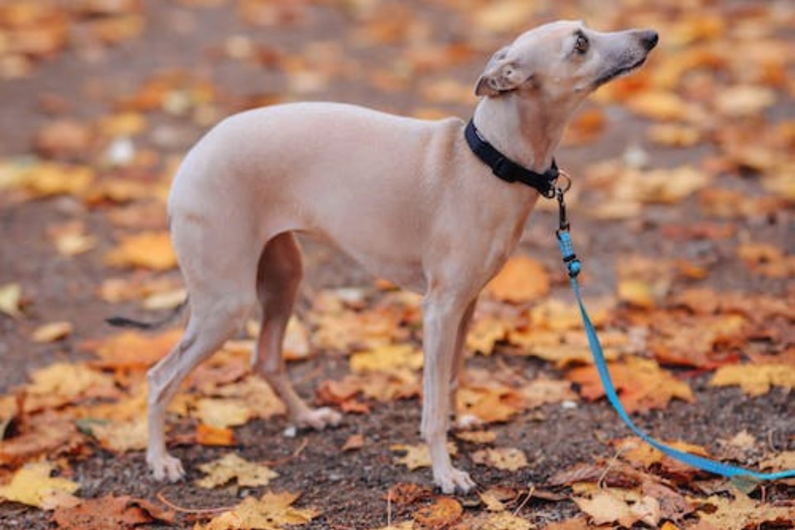 Một chú chó thân hình thon gọn đang đứng trên nền đất phủ đầy lá vàng mùa thu.