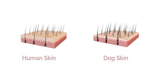 Bức ảnh mô tả mặt cắt bề mặt da người và da chó