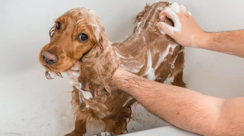 Chú chó Cocker Spaniel đang được tắm trong bồn với đầy bọt xà phòng.