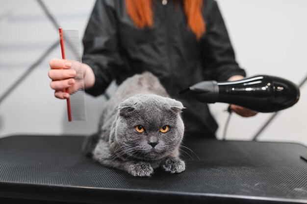 Một chú mèo Scottish Fold lông xám đang được chải lông và sấy khô