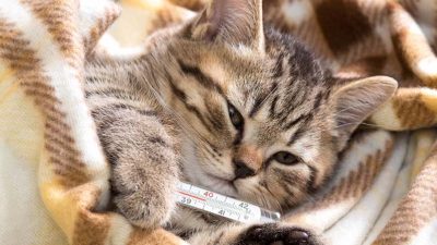 Mèo con ôm nhiệt kế