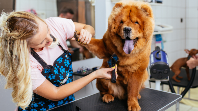 Chải chuốt bộ lông thú cưng đúng cách để duy trì độ mượt mỗi ngày