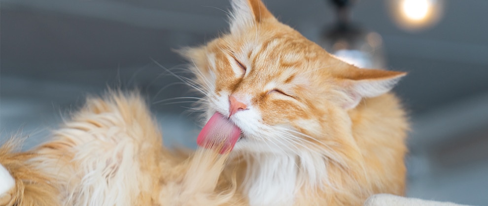 Cận cảnh một chú mèo mướp cam đang tự liếm lông, với đôi mắt nhắm lại và lưỡi thè ra, thể hiện khoảnh khắc chăm sóc bản thân đầy tự nhiên.