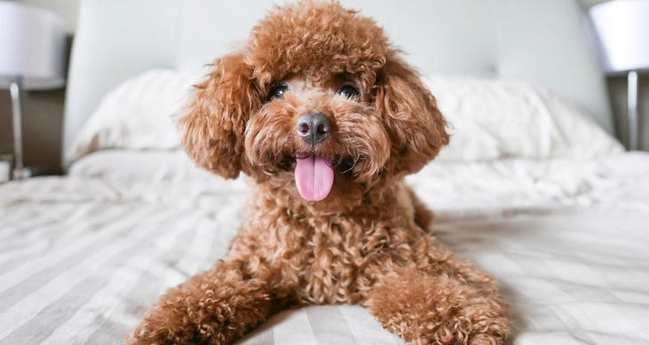 Muốn lông đỏ đậm bền vững, bé phải khỏe từ bên trong.