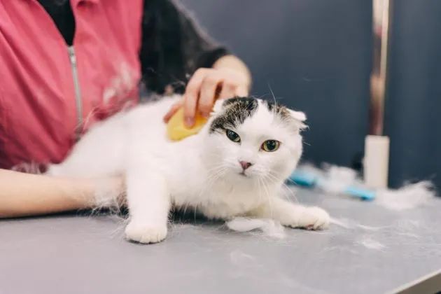 Một chú mèo đang được spa tại tiệm