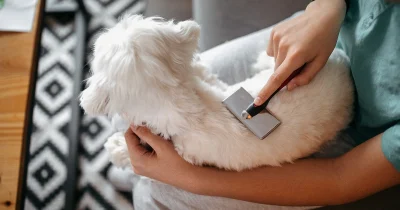 Một chú chó đang được chủ nuôi chăm sóc tại nhà