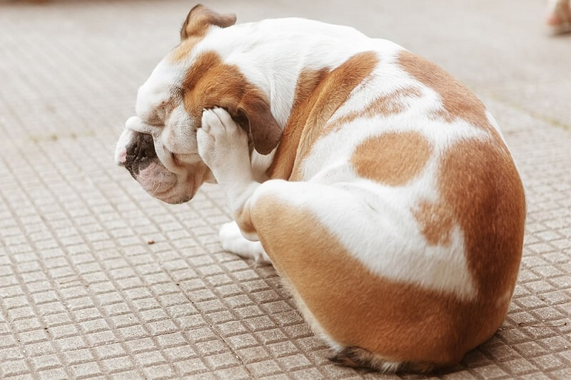 Khi thấy cún cưng gãi ngứa thường xuyên thì đó là cách chúng phát ra tín hiệu "cầu cứu"