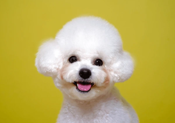 Độ phồng của lông quyết định trực tiếp đến chất lượng tạo kiểu