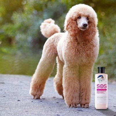 Sữa tắm SOS lông hồng, lựa chọn của các Groomer