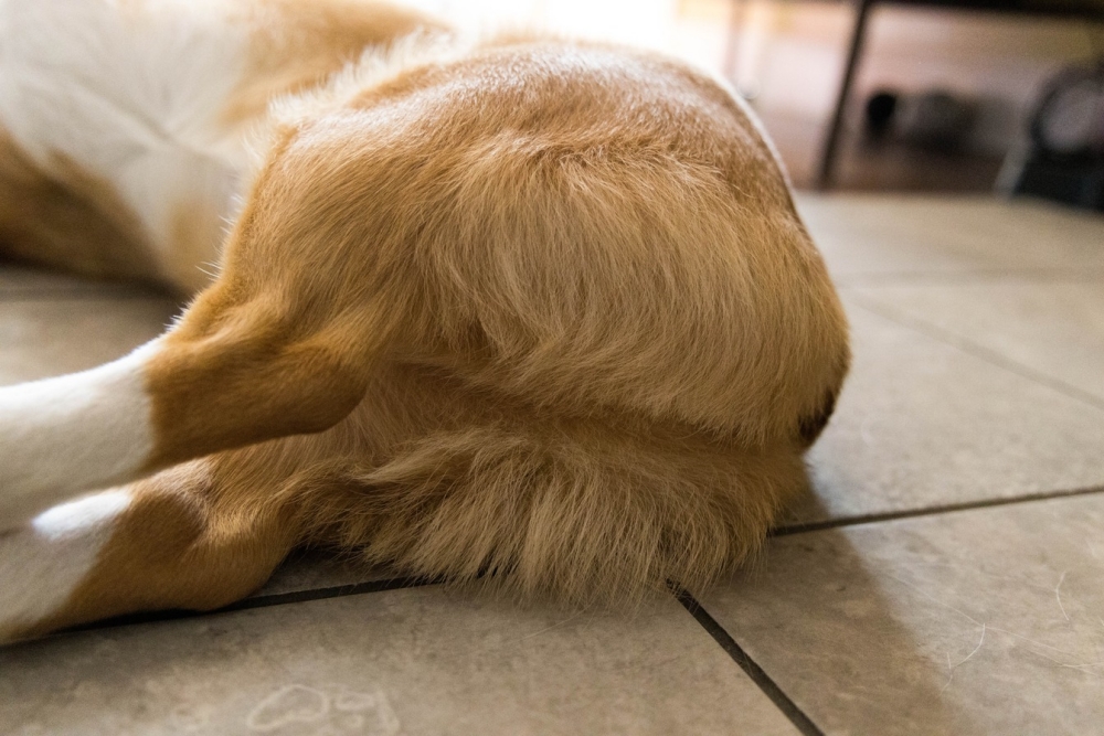 Chú chó lông vàng đang nằm trên sàn nhà