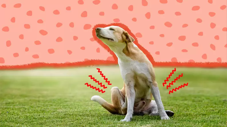 Chú chó mài mông trên đất