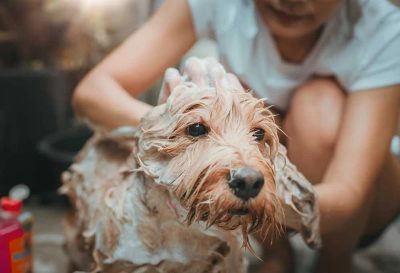 Tắm cho chó già đúng cách