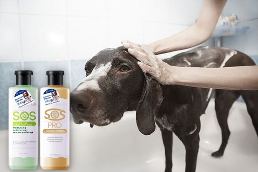 Tắm cho chó già bằng sữa tắm SOS