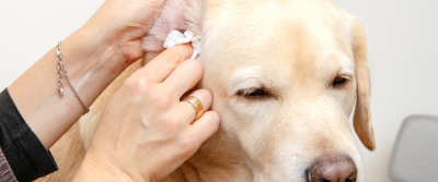 Người chủ đang nhét bông vào tai một chú chó Labrado Retriever trước khi tắm.
