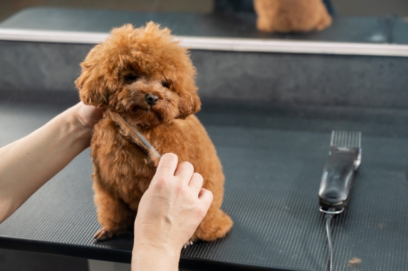 Chó poodle nhỏ đang được tỉa lông trên bàn grooming.