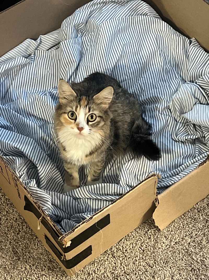 Mèo lông xám trắng ngồi trong hộp carton lót vải sọc, mắt mở to nhìn thẳng.