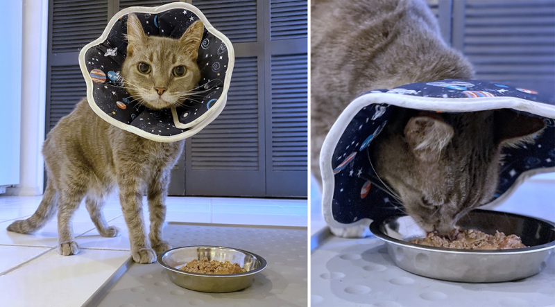Mèo xám đeo vòng vải họa tiết không gian, đứng và ăn cạnh tô thức ăn trên nền gạch.