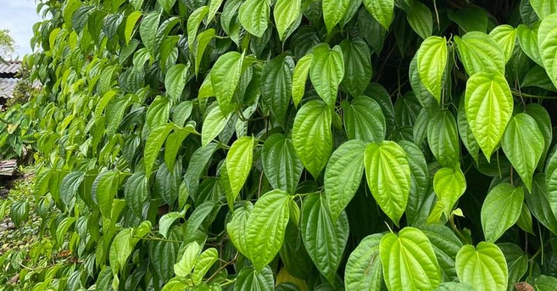 Giàn lá trầu xanh mướt, bóng bẩy, mọc dày trên mặt phẳng thẳng đứng, sinh trưởng khỏe mạnh.