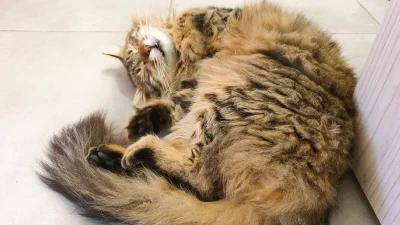 Mèo tabby lông dày nằm nghiêng ngủ ngon bên sàn gạch, dáng vẻ yên bình dễ thương.