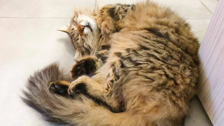 Mèo tabby lông dày nằm nghiêng ngủ ngon bên sàn gạch, dáng vẻ yên bình dễ thương.