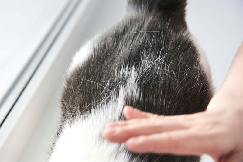 Bàn tay vuốt ve lưng mèo trắng đen, tạo khoảnh khắc âu yếm đầy ấm áp.