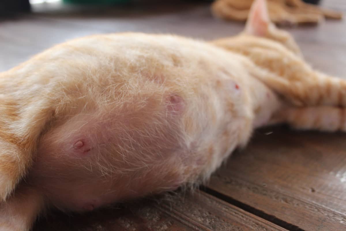 Mèo bầu màu vàng nhạt nằm ngửa, bụng to và lộ rõ các núm vú.