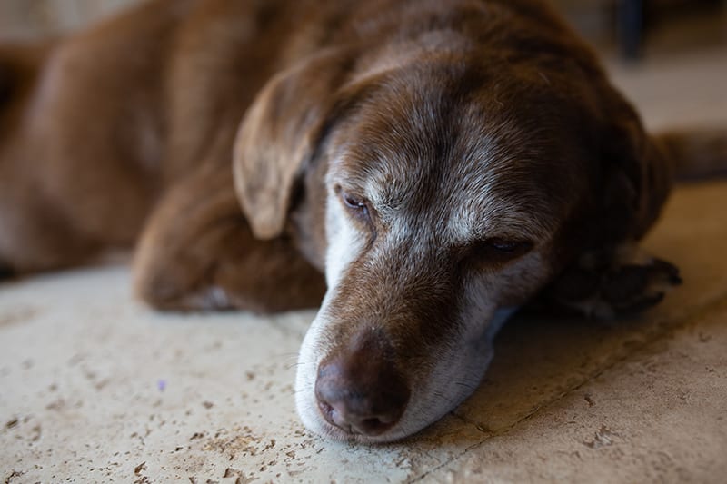 Chó già nằm nghỉ trên nền gạch, ánh mắt trầm lặng, lông quanh mõm bạc màu theo thời gian.