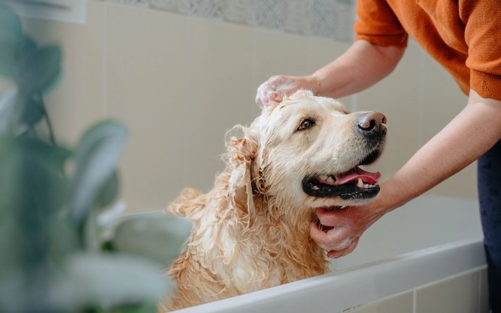 Chó Golden Retriever được tắm trong bồn, lông ướt, bọt xà phòng phủ đầu, ánh mắt thư giãn.