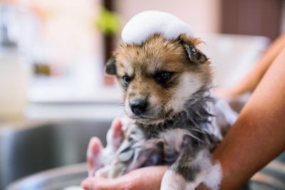 Một chú cún con đang được tắm trong bồn rửa. Toàn thân bé phủ đầy bọt xà phòng, đặc biệt phần đầu nổi bật với lớp bọt trắng xốp. Ánh mắt ngơ ngác và bộ lông ướt mềm tạo cảm giác vừa ngộ nghĩnh vừa đáng yêu.