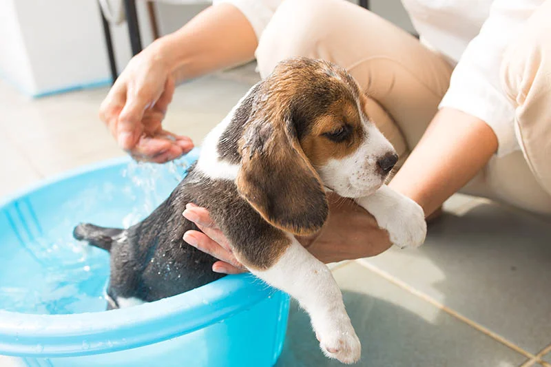 Chó Beagle con được giữ nhẹ khi tắm trong chậu nước