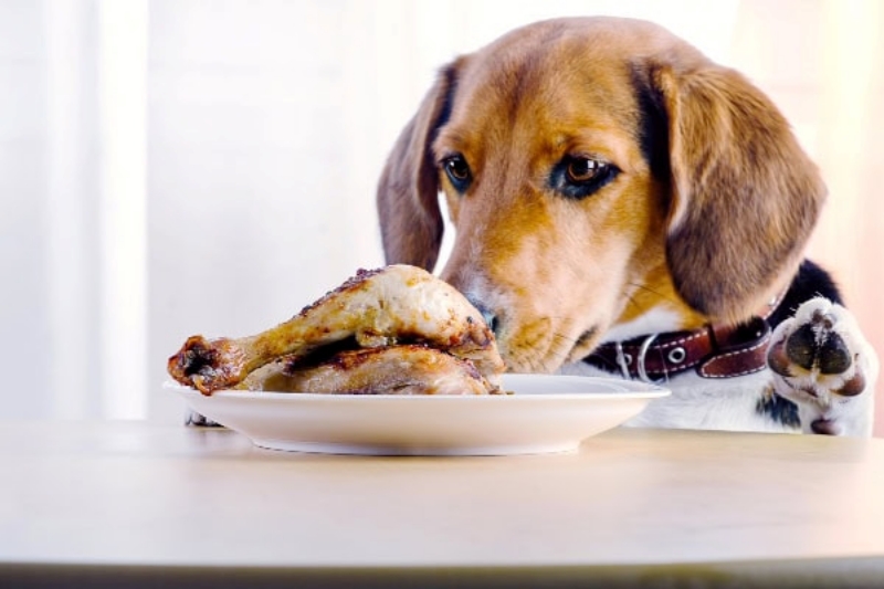 Chó nhìn miếng thịt gà trên đĩa – minh họa câu hỏi chó bị viêm da có ăn được thịt gà không trong chế độ ăn của thú cưng.