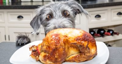 Chó bị viêm da có ăn được thịt gà không?