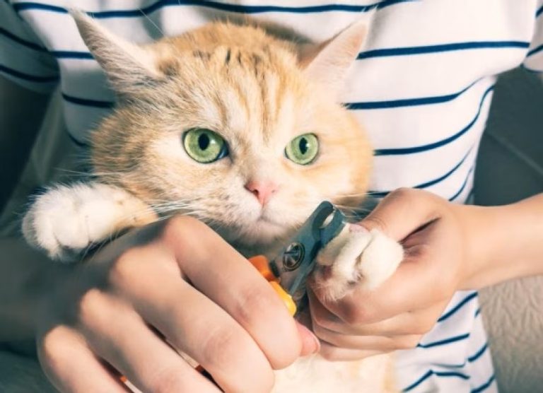 Mèo đang được cắt móng bằng kềm chuyên dụng